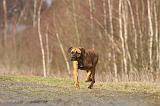 CANE CORSO 748